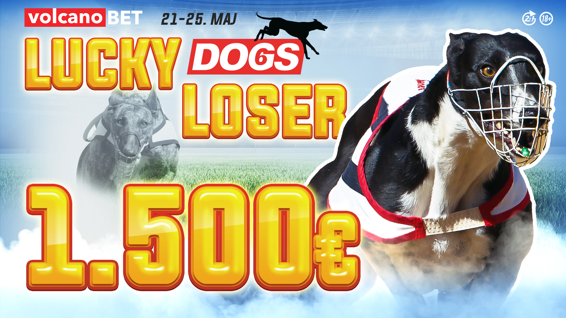 Dogs Lucky Loser Maj 2