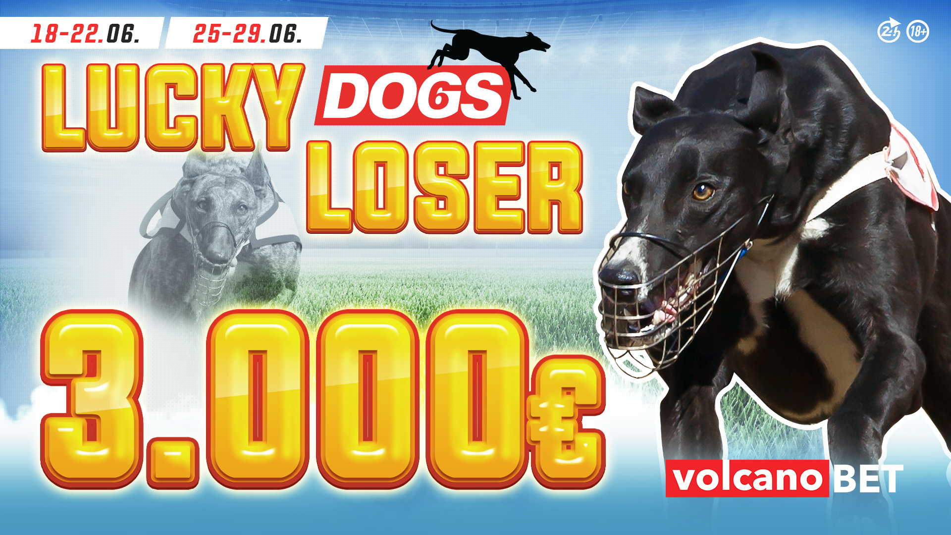 Dogs Lucky Loser Jun